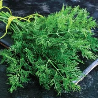 فروش فوری و ارزان سبزی شوید خشک صادراتی